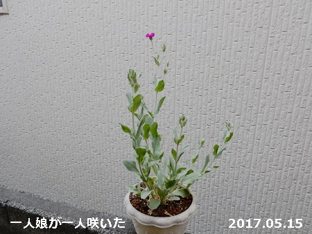 e0033229_19481177.jpg