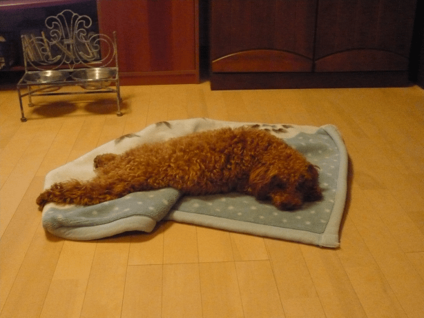 c0365341_20380740.gif