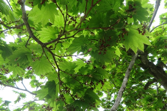 f0202151_19145871.jpg