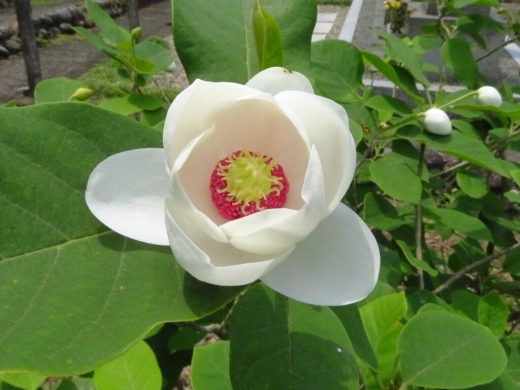 a0018655_15183940.jpg