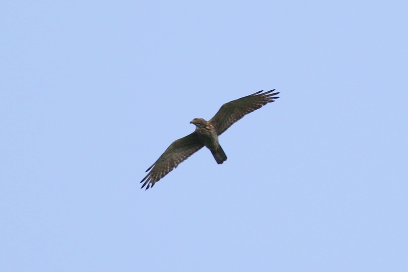 a0343856_22023969.jpg