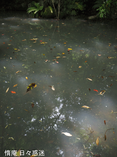 e0346064_17544442.gif