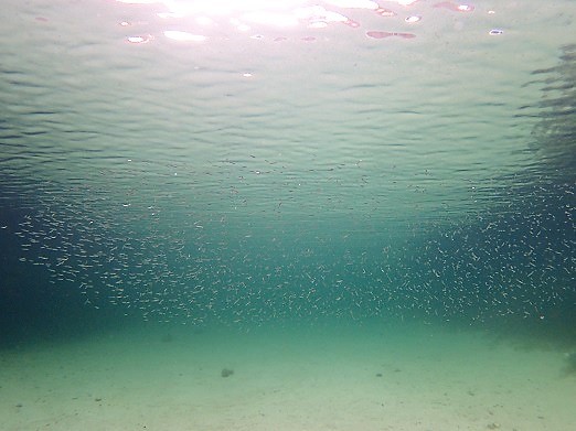 e0132965_17054346.jpg