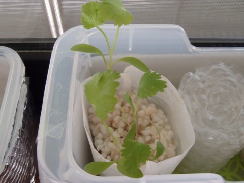 f0047773_10272536.jpg