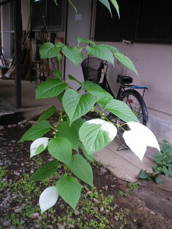 f0239100_22181844.jpg