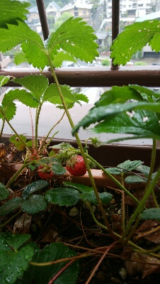 c0161301_11283330.jpg