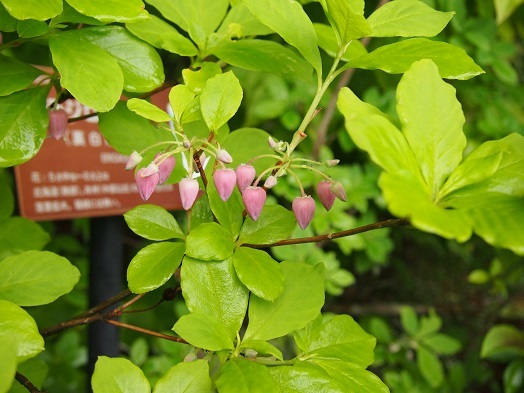e0245404_15580066.jpg