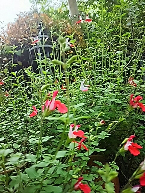 f0150612_17330151.jpg