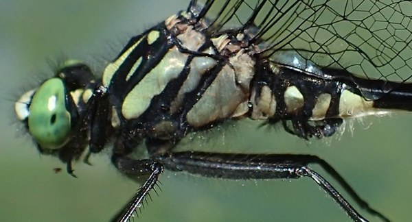 c0369423_21325063.jpg