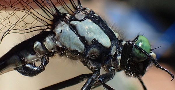 c0369423_21342018.jpg