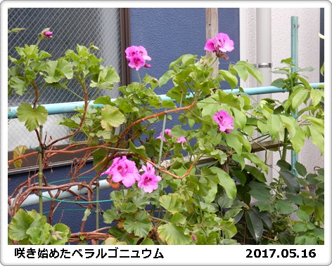 e0033229_1858548.jpg