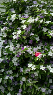 d0078532_0563193.jpg