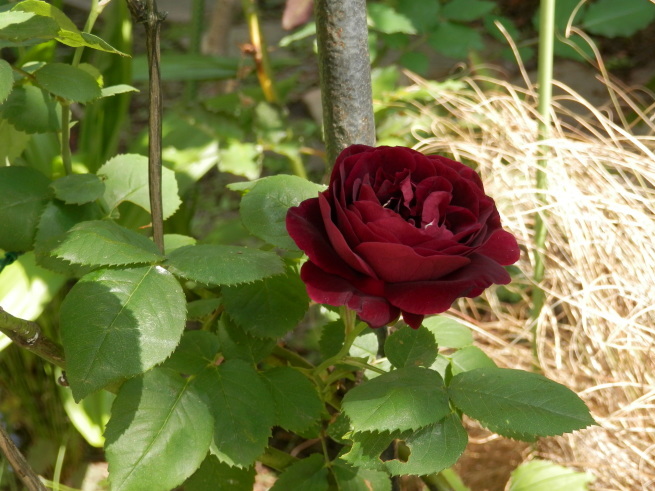 e0288951_20102202.jpg