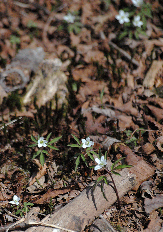 a0001354_23470009.gif
