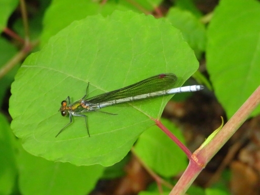 a0018655_15451976.jpg