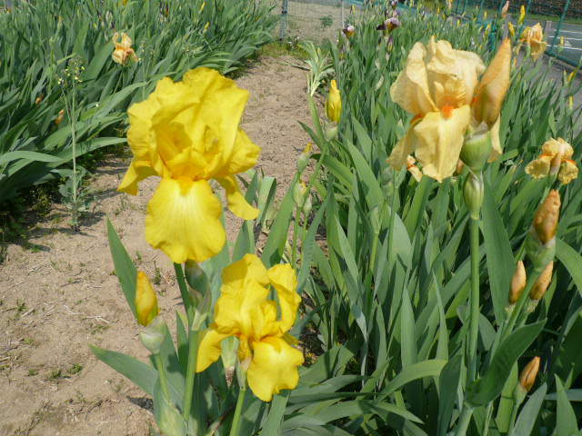 c0043055_11145066.jpg