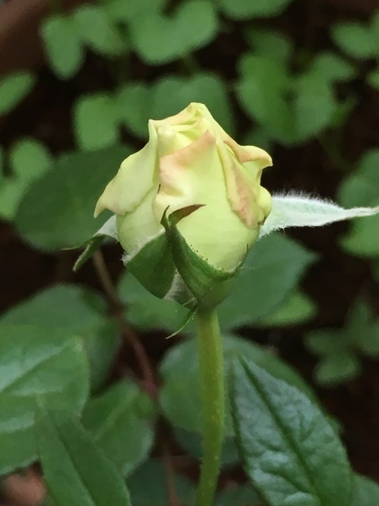 b0349795_16241106.jpg