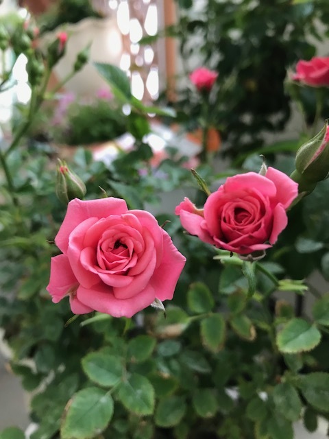 f0204295_15285677.jpg