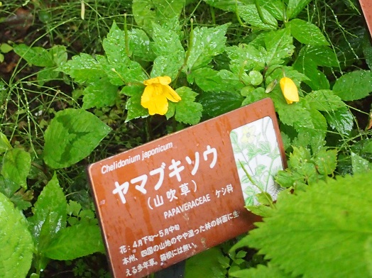 e0245404_2046524.jpg