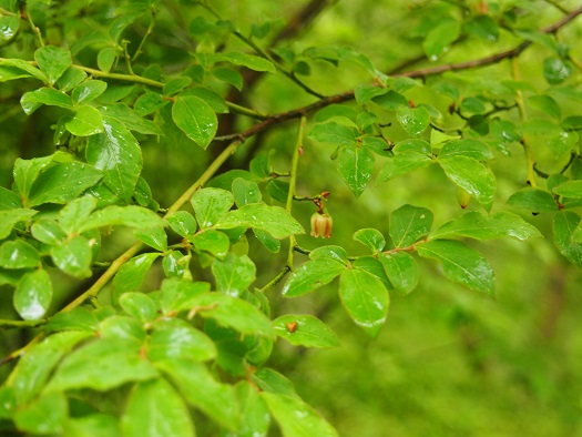 e0245404_2047395.jpg