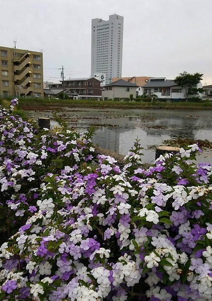 a0337807_10030878.jpg