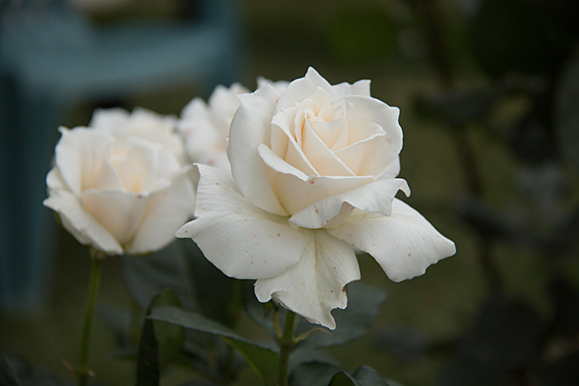 b0014607_21423092.jpg