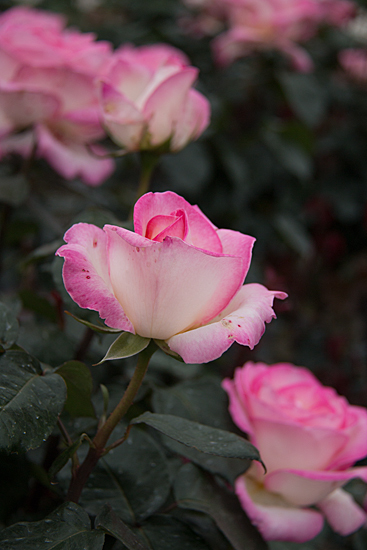 b0014607_21432180.jpg