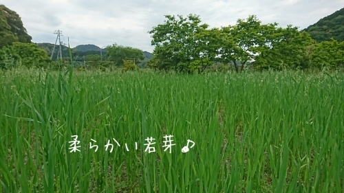 b0187620_19091870.jpg
