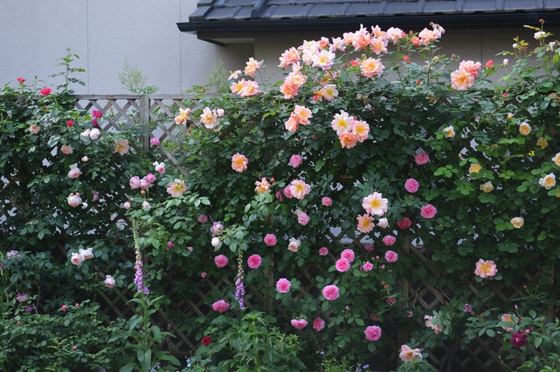d0096422_10252115.jpg