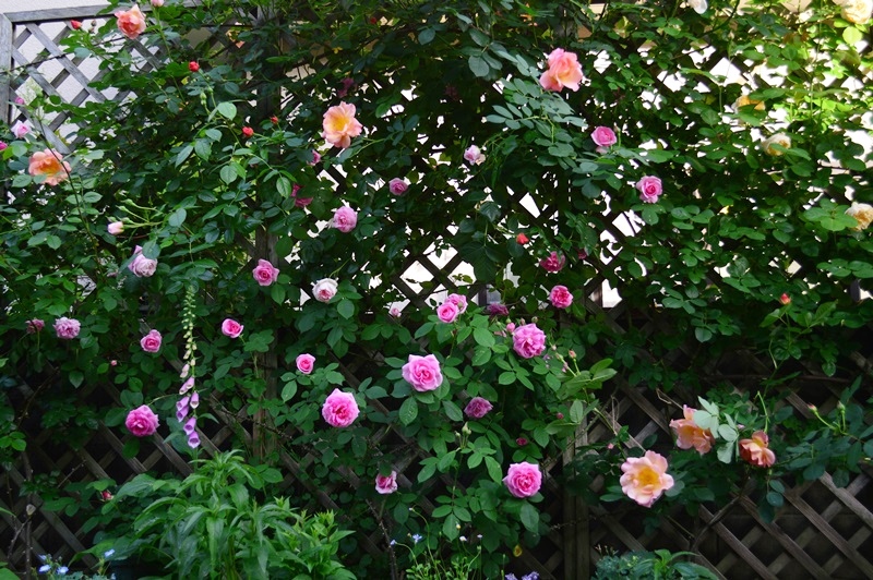 d0096422_1044636.jpg