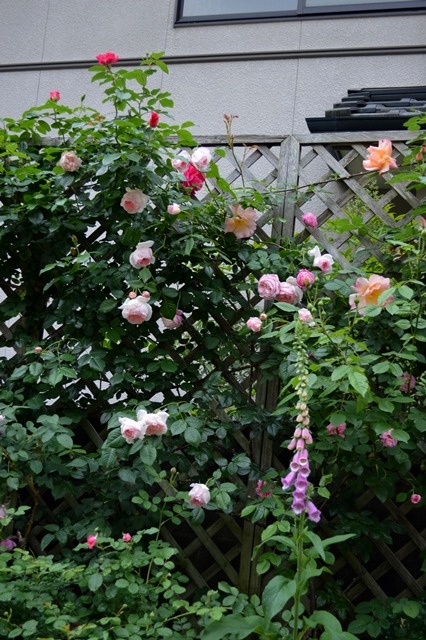 d0096422_1055328.jpg