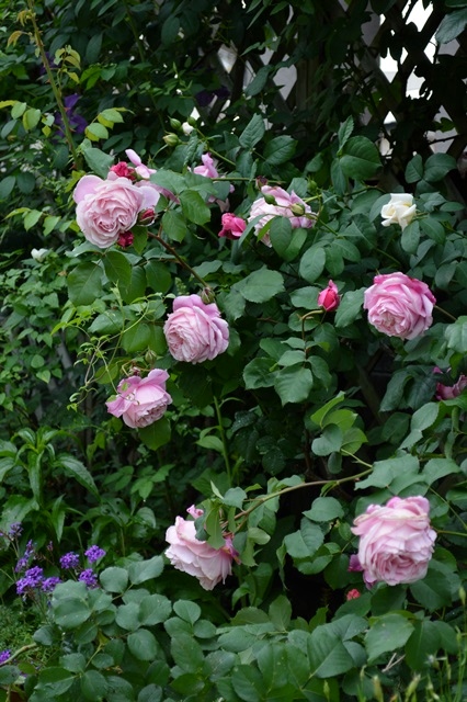 d0096422_10555825.jpg
