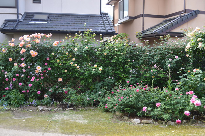 d0096422_10594351.jpg
