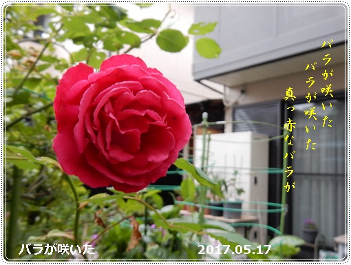 e0033229_1827234.jpg