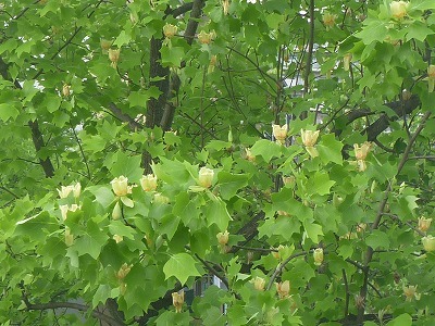 b0323439_23172490.jpg