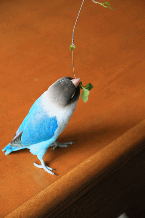 c0145250_10201945.gif