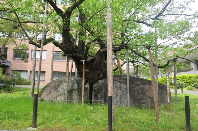 f0202151_21340438.jpg