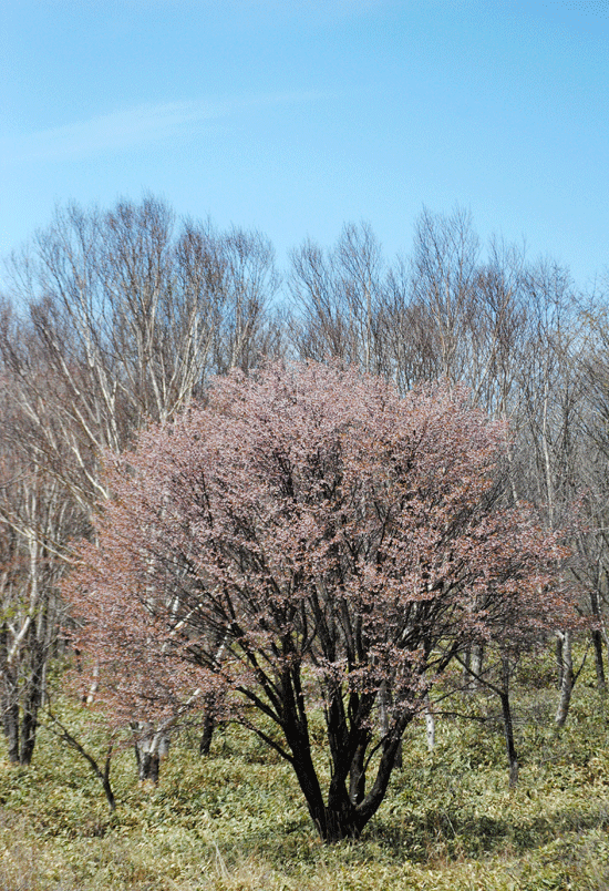 a0001354_23271752.gif