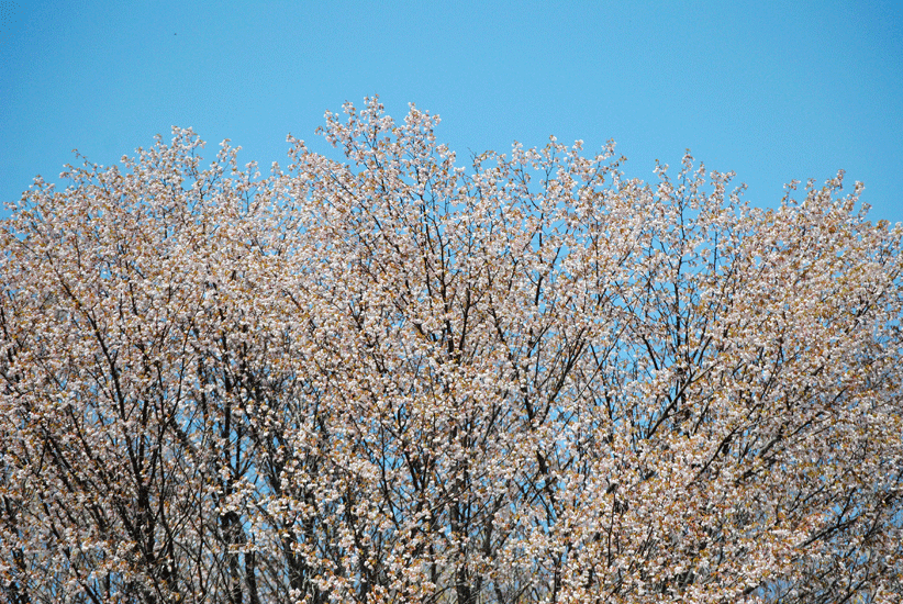 a0001354_23272824.gif