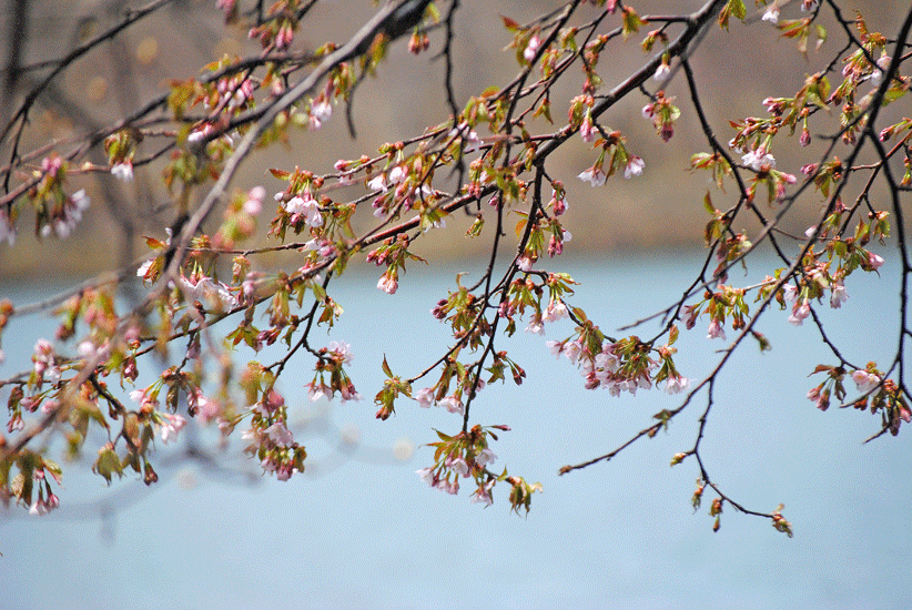 a0001354_23284730.gif