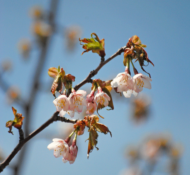 a0001354_23293417.gif