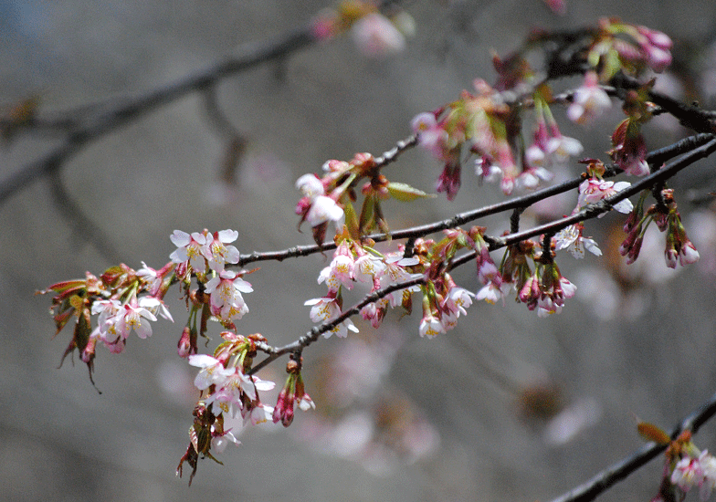 a0001354_23304919.gif