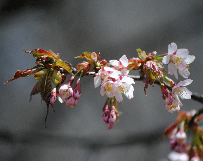 a0001354_23311300.gif