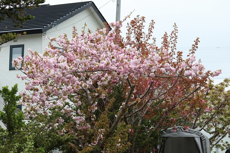 b0250154_20393691.jpg