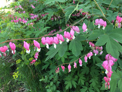 c0242063_911527.jpg