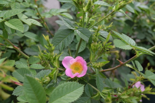 f0360784_10362572.jpg