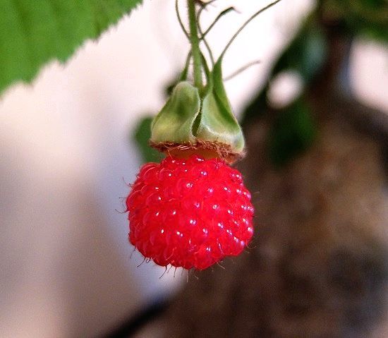 c0119197_06365366.jpg
