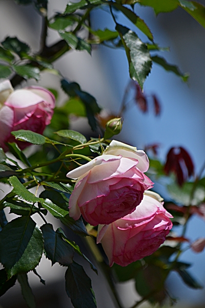 a0240403_13404954.jpg