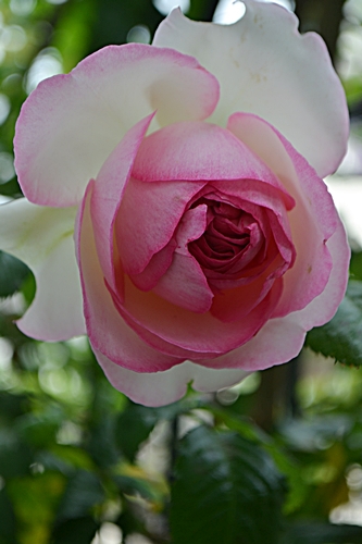 a0240403_13434955.jpg