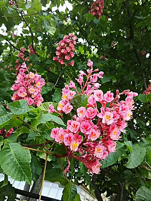 f0150612_10084006.jpg